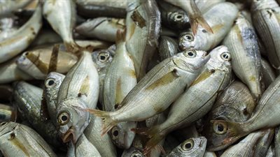 أسعار الأسماك اليوم الأربعاء.. الكابوريا تقفز لـ 70 جنيهًا للكيلو