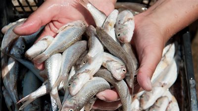 أسعار الأسماك اليوم الجمعة.. ارتفاع البلطي وتراجع للكابوريا والجمبري	 