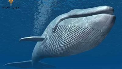 تفسير رؤية الحوت في المنام للحامل والعزباء والمتزوجة