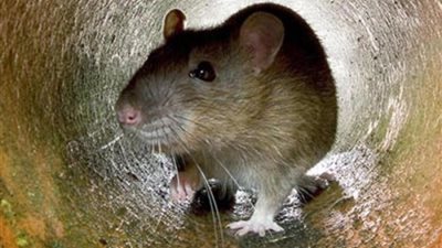 تفسير رؤية الفار في المنام للعزباء والمتزوجة والحامل