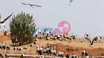 كنوز مفقودة.. تعرفي على أبرز أنواع الطيور المهاجرة وأسمائها