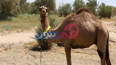 «جِمال الموت».. احذري قيادة سيارتك على طرق جنوب سيناء