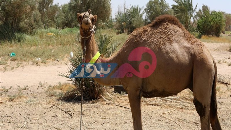 هير نيوز