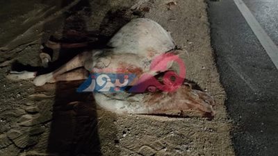 بسبب جملين.. إصابة 11 شخصًا في جنوب سيناء