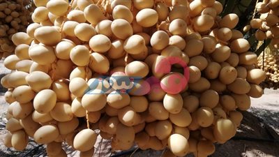 منها صحة الحوامل.. فوائد مذهلة لـ«البلح البرحي» تعرفي عليها