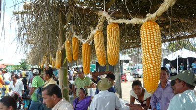 بينها مصارعة الثيران.. طقوس عجيبة للاحتفال بـ«عيد الذرة» في الإكوادور