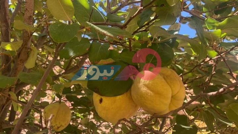 هير نيوز