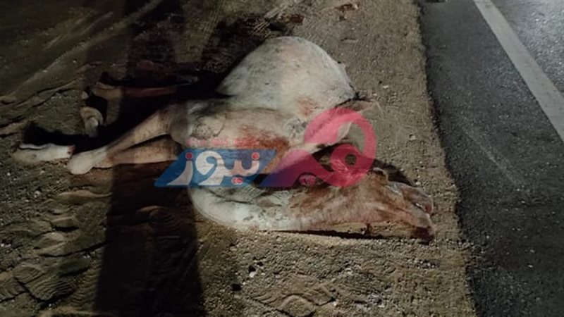 هير نيوز