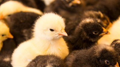 أسعار الدواجن اليوم الأحد.. ثبات البيض في الجملة وتفاوت للقطاعي