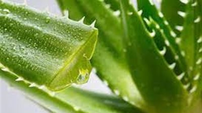 جل الصبار.. حل سحري لعلاج الهالات السوداء