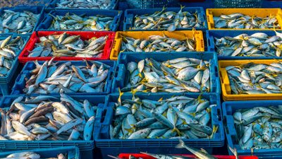 أسعار الأسماك اليوم السبت.. المكرونة المجمدة بـ 40 جنيهًا للكيلو والسويسي بـ 104