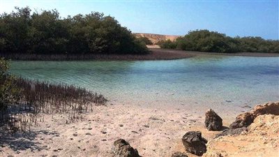 أشجار المانجروف النادرة.. مأوى الحيوانات المُهددة بالانقراض في «رأس محمد»