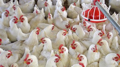 بعد إعدام الكتاكيت.. مربي دواجن يزف بشرى بشأن الأعلاف في سيناء