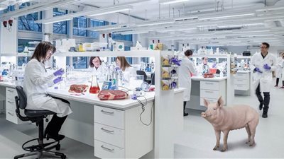 أمين الإفتاء يوضح حكم استخدام أدوية تحتوي على مشتقات خنزير