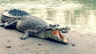 تفسير رؤية التمساح في المنام.. مشاكل وأزمات للحامل والعزباء