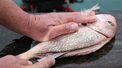 تفسير رؤية تنظيف السمك في المنام.. زوال هموم الحامل والعزباء والمتزوجة