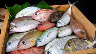 أسعار الأسماك اليوم الثلاثاء.. البلطي رقم 1 يرتفع وتراجع الجمبري والكابوريا