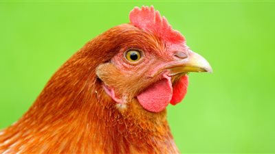 أسعار الدواجن اليوم الجمعة.. بعد أزمة العلف الكتكوت الأبيض يصل 3 جنيهات والبلدي بـ 4.5	