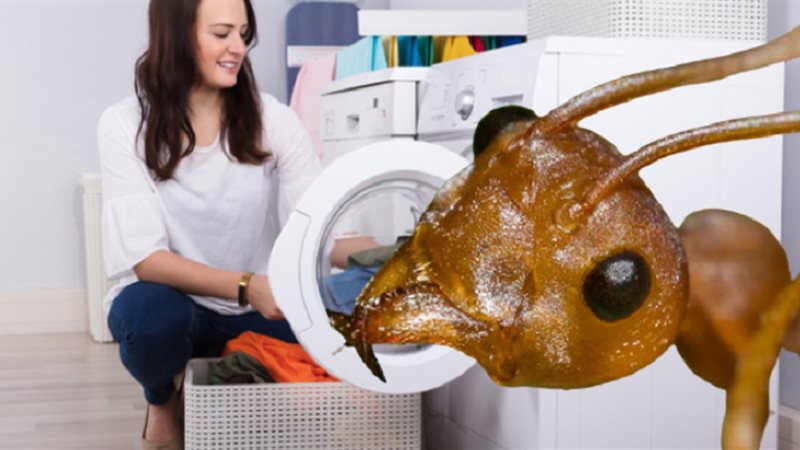 النمل الأحمر الناري