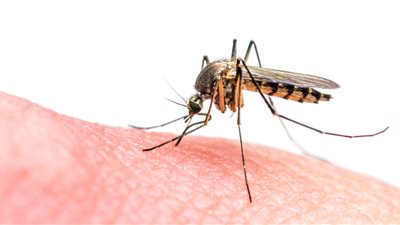 5 طرق للقضاء على البعوض في فصل الشتاء بالمنزل