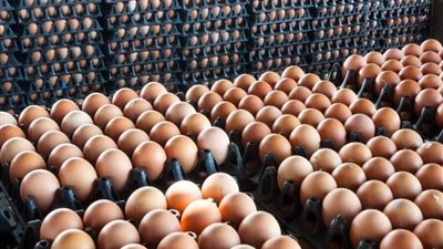 أسعار الدواجن اليوم السبت.. الفراخ البيضاء ترتفع والساسو تتراجع وقفزة مفاجئة للأمهات	