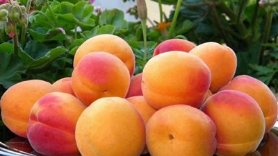 تفسير رؤية «المشمش» في المنام.. خير يدق أبواب الحامل والعزباء والمتزوجة