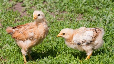 أسعار الدواجن اليوم الجمعة.. الفراخ البيضاء تصل 39 جنيهًا للكيلو والبلدي بـ 52	