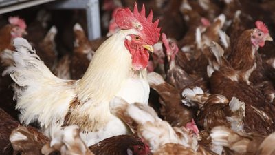 أسعار الدواجن اليوم الثلاثاء.. عودة البيض للارتفاع وتراجع الفراخ البيضاء والأمهات