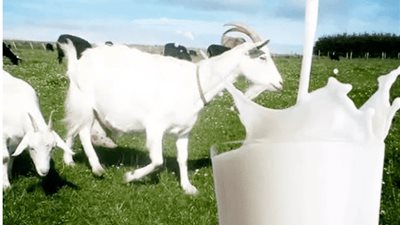 يشبه لبن الأم.. 6 فوائد مذهلة لحليب الماعز