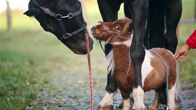 «سيدخل موسوعة جينيس وطوله 50 سم».. المهر بوموكل أصغر حصان في العالم