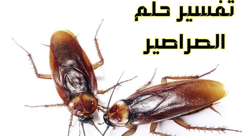 هير نيوز