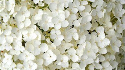 مفاجأة.. تفسير حلم الورد الأبيض في المنام قد يدل على الحزن والهم 