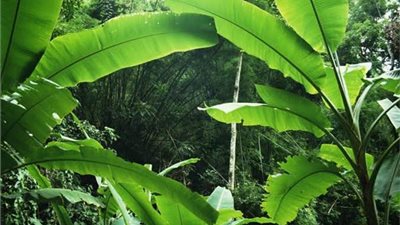 تعالج الشعر التالف.. فوائد مذهلة لأوراق الموز 