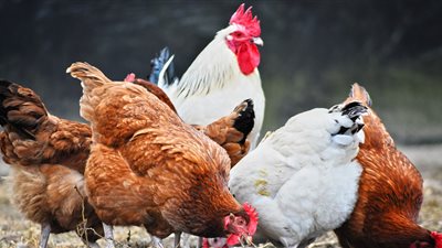 أسعار الدواجن اليوم الاثنين.. الفراخ البيضاء تصل 36 جنيهًا للكيلو والساسو بـ 50	