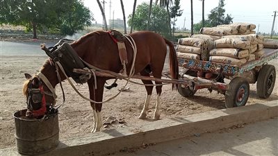 القبض على سائق «كارو» تعدى على فتاة دافعت عن الحصان