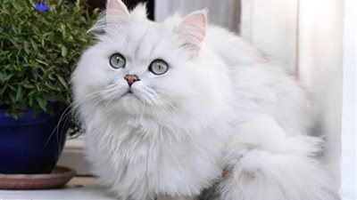 لمحبي تربية الحيوانات الأليفة «أجمل أنواع القطط الشيرازي ومواصفاتها»