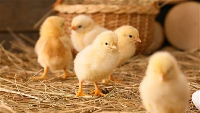 أسعار الدواجن اليوم الجمعة.. استقرار الدواجن بأنواعها والبيض والفراخ البلدي تصل 61 جنيهًا للكيلو 	