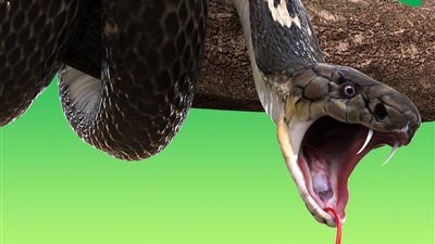 سيدة: رأيت ثعبانا يعض زوجي ولكني قتلته «اعرفي تفسير الحلم»