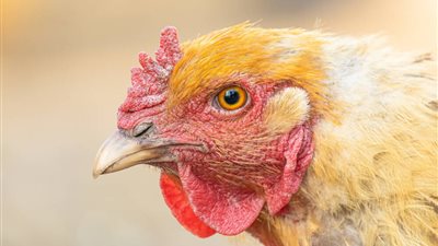 أسعار الدواجن اليوم السبت.. الفراخ البيضاء تصل 40 جنيهًا للكيلو 	