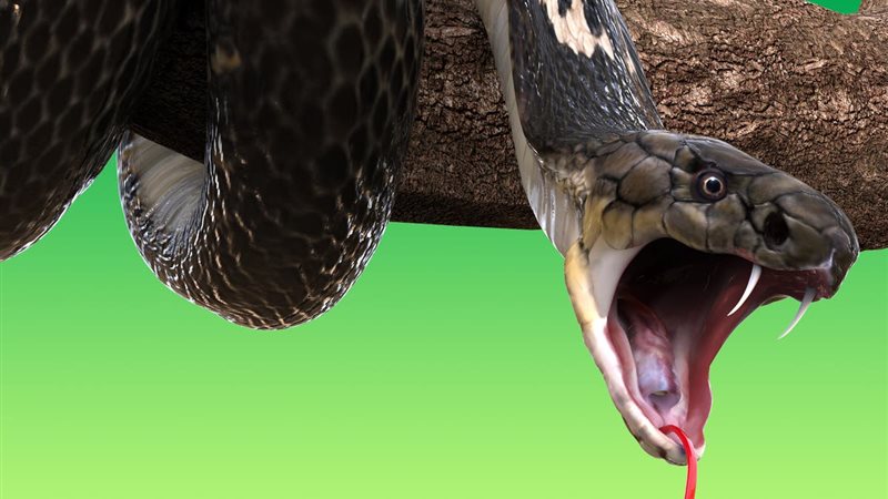هير نيوز