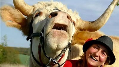 «يقفز كالحصان» قصة ثور مذهل تمتلكه سيدة فرنسية