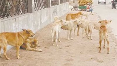 مصرع طبيبة بسكتة قلبية خوفا من الكلاب الضالة