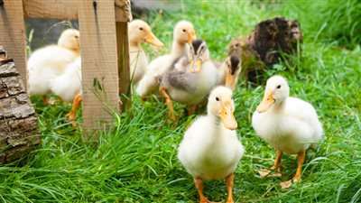 أسعار الدواجن اليوم الخميس.. كرتونة البيض الأحمر تصل 85 جنيهًا والأبيض بـ 80