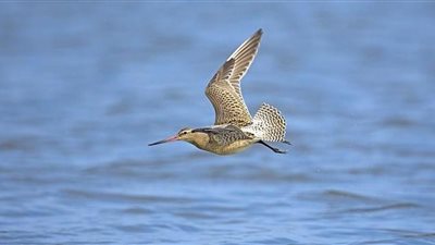 «خد الكرة الأرضية رايح جاي»| جينيس تُسجل أطول رحلة لطائر دون توقف