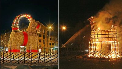 مغامرات ماعز يولي الضحمة في السويد تنتهي بالدمار قبل العام الجديد