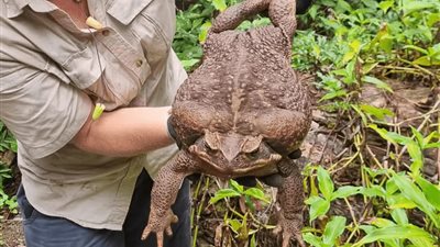 اكتشاف أضخم ضفدع في التاريخ «توادزيلا الوحش» (صور)