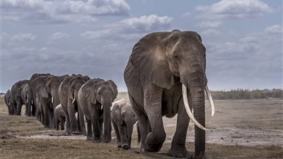 علماء يحذرون: انتظروا الأرض قريبا بدون أفيال