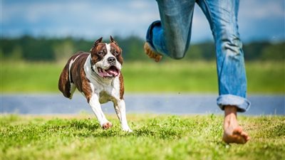 تفسير حلم ضرب الكلاب بالحجارة في المنام للعزباء والمتزوجة