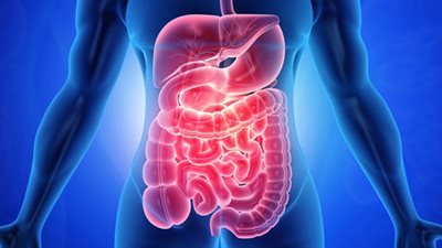 «الأمعاء مايسترو الجسم» أجراس إنذار للتحذير من خلل صحي عليكي علاجه