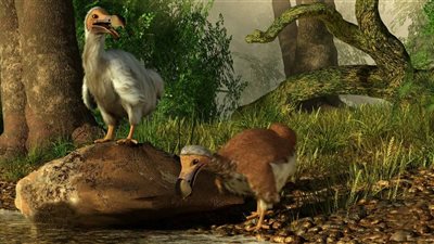 «عودة الدودو بعد 350 سنة» مشروع أمريكي لإعادة الكائنات المنقرضة 